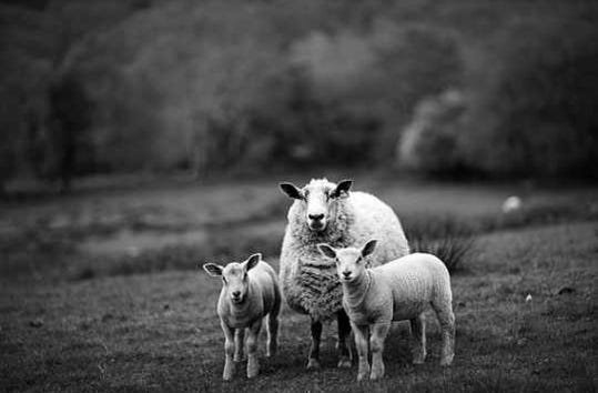 Sheep standing in a field