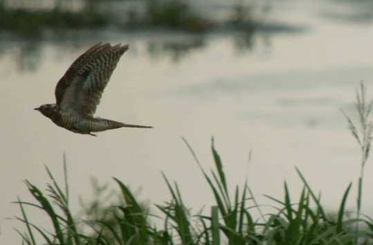 Great Spotted Cuckoo flying